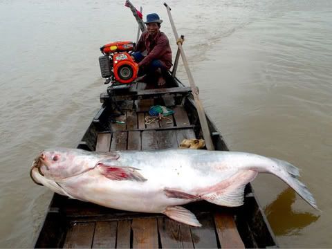Cá Hô - cá Tra Dầu - cá Ngựa - cá Ngát - cá Bông Lau - cá Đuối khổng lồ - cá sấu hỏa tiễn - cá sấu mõm dài sông Mekong